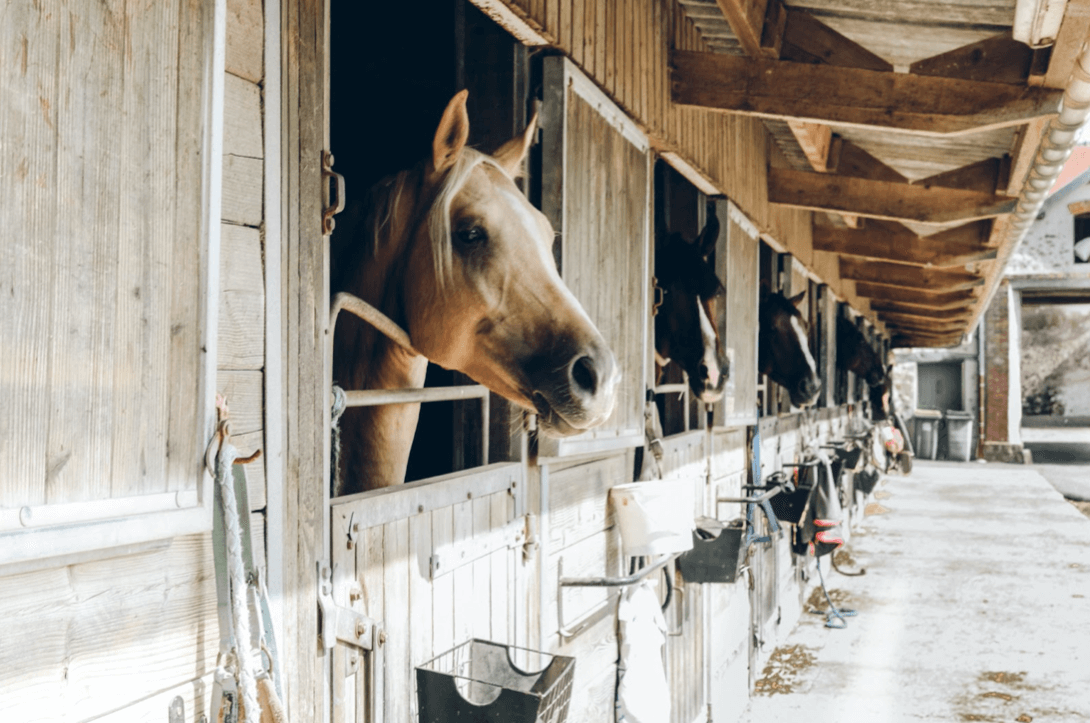 Paardenhandel risico Wwft
